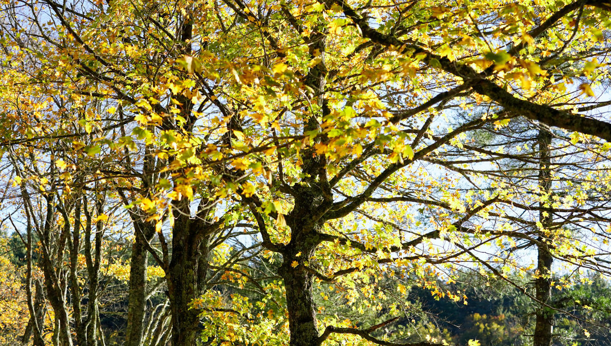 Fall colors 3